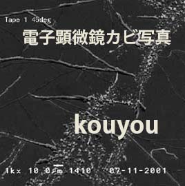 電子顕微鏡カビ写真2
