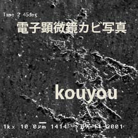 電子顕微鏡カビ写真1